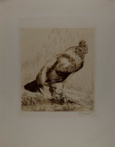 Der alte Hahn von Félix Henri Bracquemond