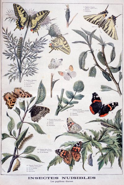 Schädliche Insekten: Tagfalter von Fortuné Méaulle