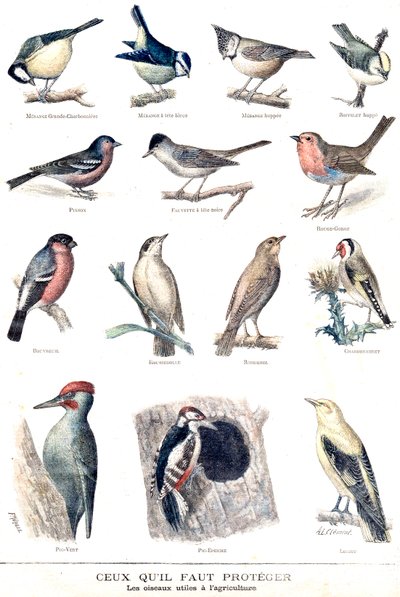 Die nützlichen Vögel in der Landwirtschaft von Fortune Louis Meaulle