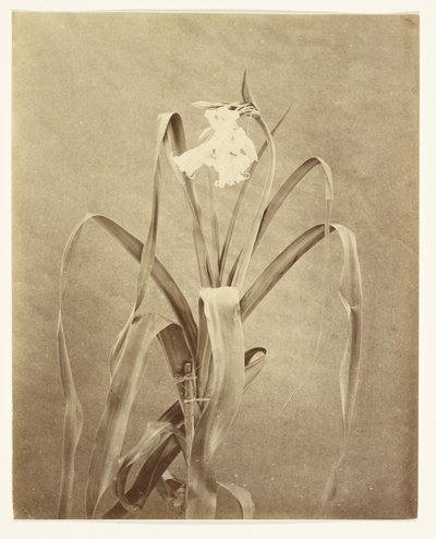 [Blumen] von Francis Edmond Currey