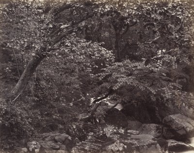 Schlucht bei Lynmouth, 1860er von Francis Frith