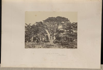 Der größte der Zedern, Berg Libanon von Francis Frith
