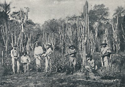 Campos, 1895 von Francisco Henszler
