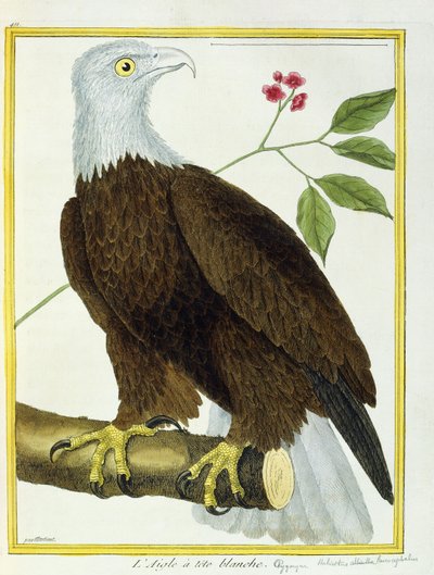 Weißkopfseeadler, ca. 1770-1786 von Francois Nicolas Martinet