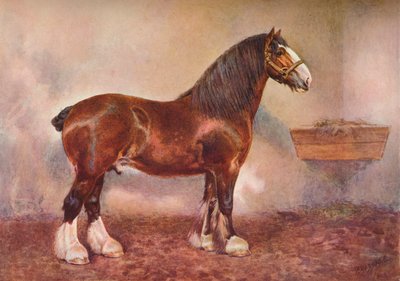 Clydesdale-Hengst Prinz von Albion, ca. 1900-1910 von Frank Babbage