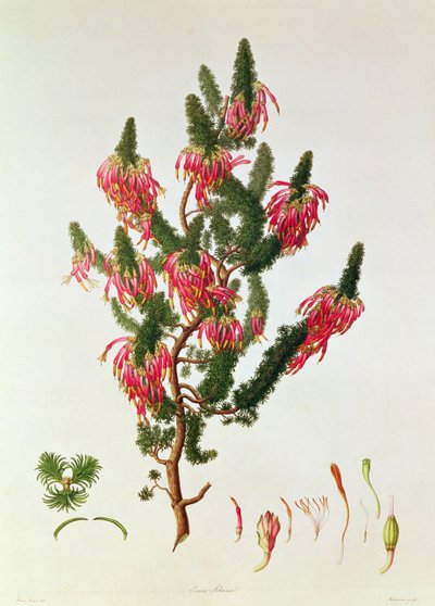 Heidekraut, Erica sebana, graviert von Mackenzie von Franz Andreas Bauer