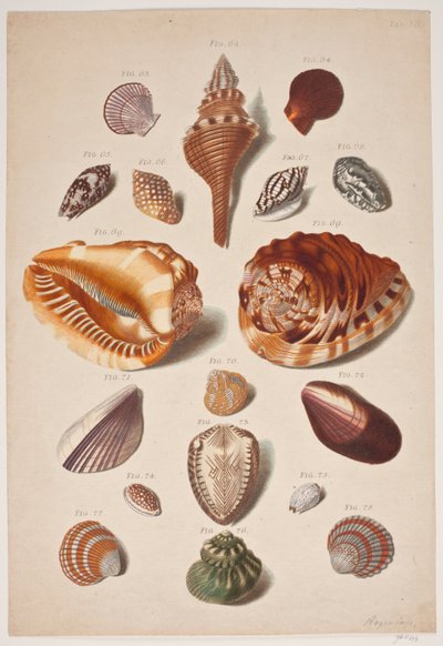 Illustrationsplanche mit Muscheln von Franz Michael Regenfus