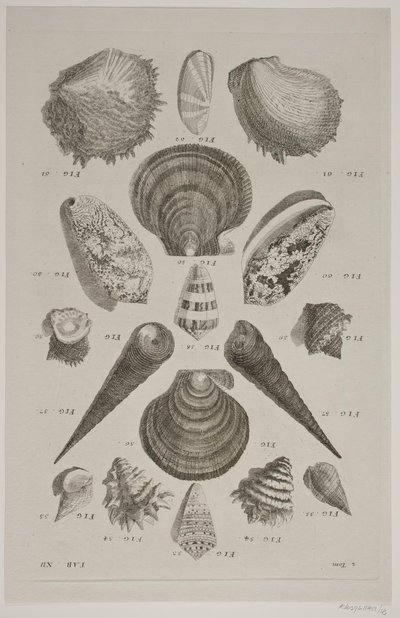 Tafel mit Muscheln. Tafel 12. von Franz Michael Regenfus