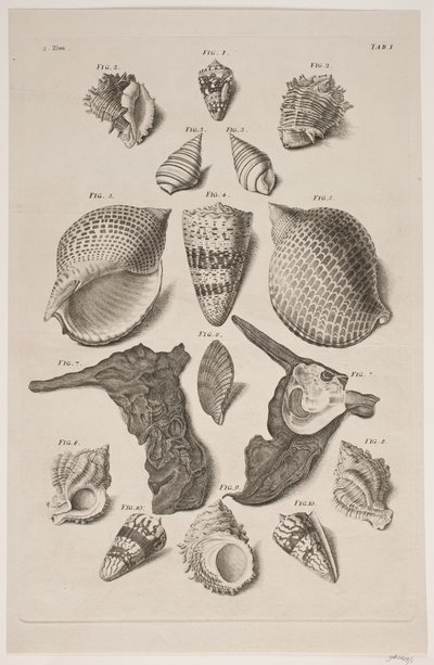 Tafel mit Muscheln. Tafel 1. von Franz Michael Regenfus