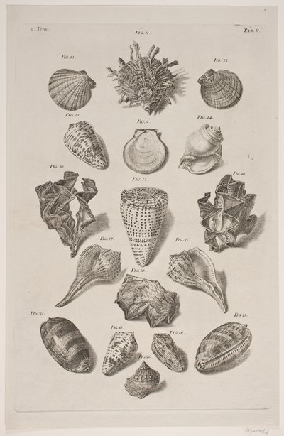 Tafel mit Muscheln. Tafel 2. von Franz Michael Regenfus