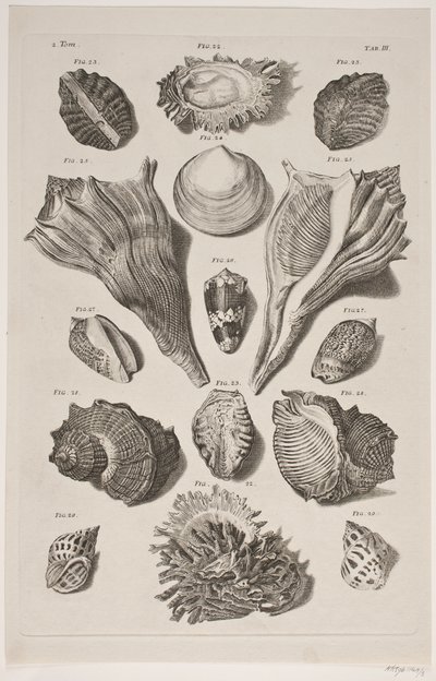 Tafel mit Muscheln. Tafel 3. von Franz Michael Regenfus