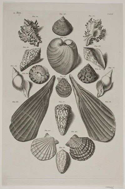 Tafel mit Muscheln. Tafel 4. von Franz Michael Regenfus