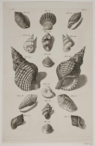 Tafel mit Muscheln. Tafel 5. von Franz Michael Regenfus