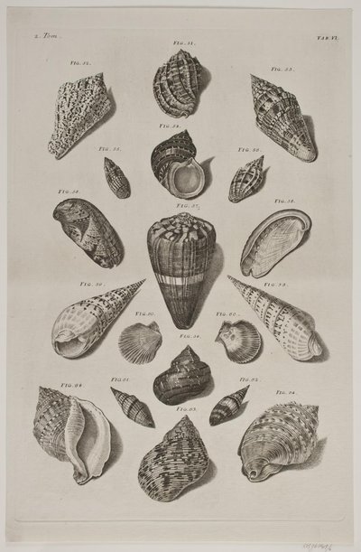 Tafel mit Muscheln. Tafel 6. von Franz Michael Regenfus