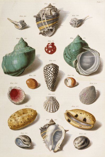Verschiedene Muscheln von Franz Michael Regenfus