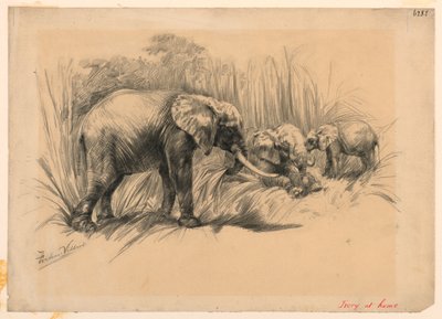 Elfenbein zu Hause von Frederic Villiers