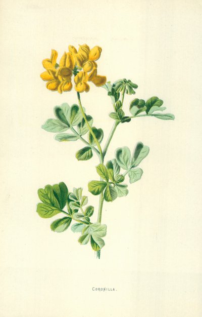 Coronilla von Frederick Edward Hulme