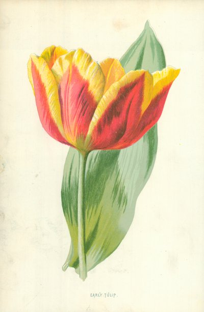 Frühe Tulpe von Frederick Edward Hulme