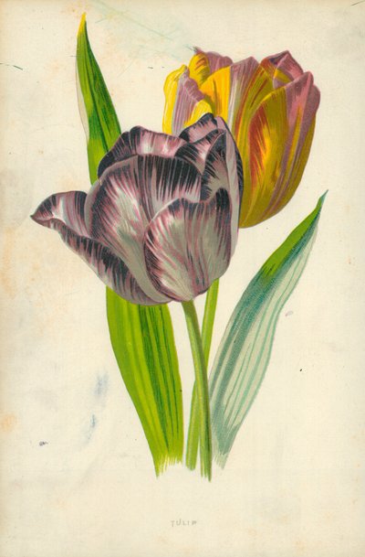 Tulpe von Frederick Edward Hulme