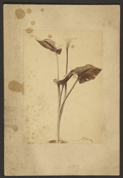 Calla-Lilie von Frederick H. Hollyer