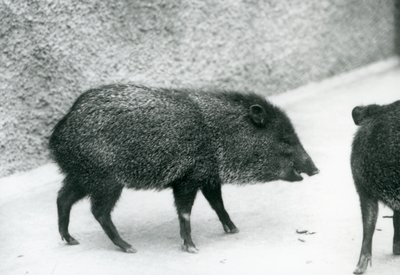 Kragenpekari im Londoner Zoo, 1927 von Frederick William Bond