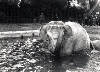 Badender Elefant von Frederick William Bond