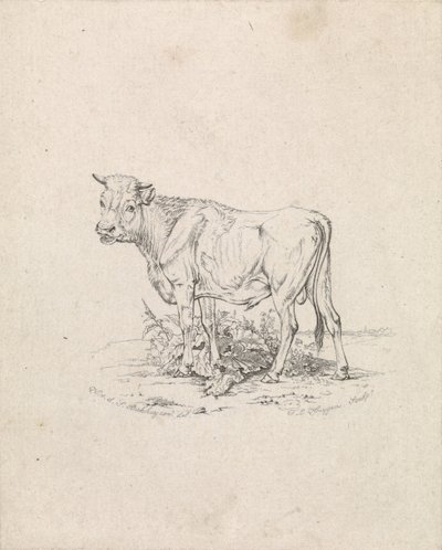 Stier von Frederik Lodewijk Huygens