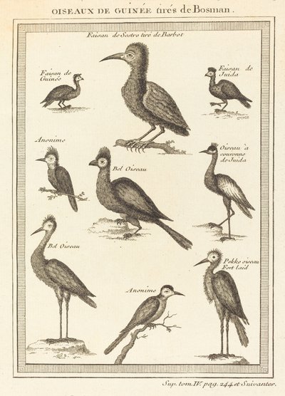 Guineavögel aus Bosman von French 18th Century