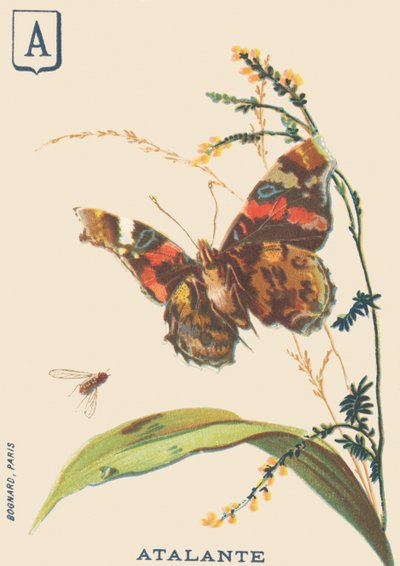 A: Atalante (Vanessa atalanta oder Vulcan) von French School