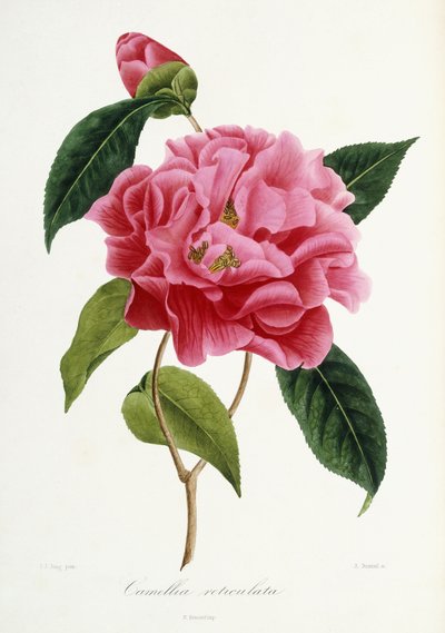 Camellia reticulata, 1839-1943 von French School