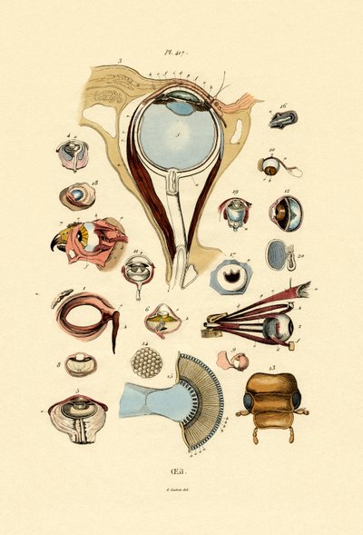 Augen von French School