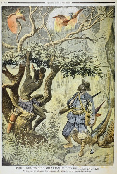 Tötung von Paradiesvögeln, Neuguinea von French School
