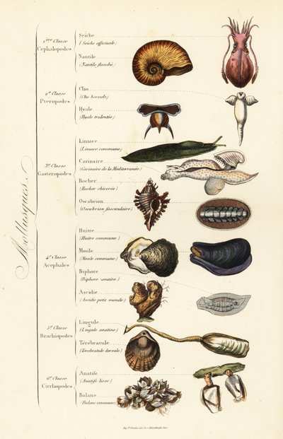 Ordnungen der Mollusken von French School