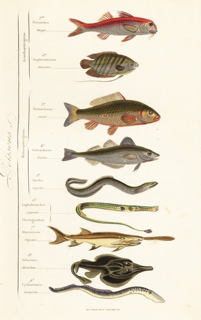 Ordnungen der Fische von French School