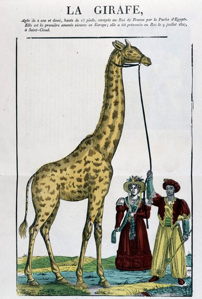 Die Giraffe - Bild von Epinal von French School