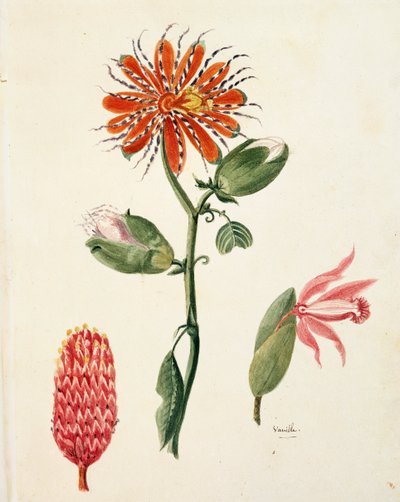 Vanille-Orchidee (Vanilla planifolia) von Lejeune von French School