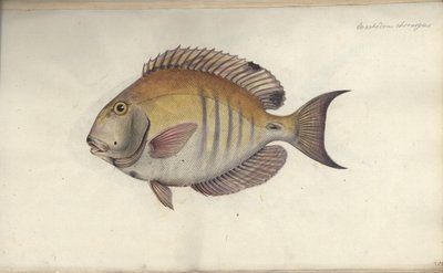 Chaetodon chirurgus, vor 1787 von Friedrich August Kruger