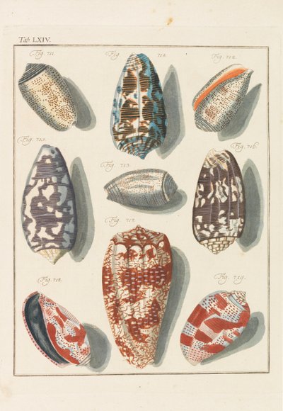 Neues systematisches Conchylien-Cabinet, 1768 von Friedrich Heinrich Wilhelm Martini