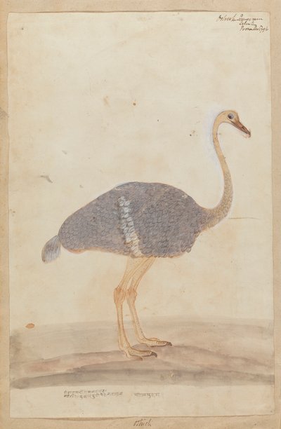 Strauß von Gangaram Chintaman Tambat