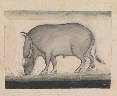 Wasserbüffel beim Grasen von Gangaram Chintaman Tambat
