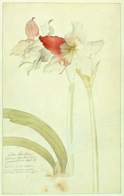 Amaryllis: Lilio-Narcissus, Indicus von Georg Dionysius Ehret