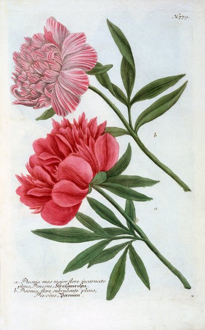 Paeonia von "Georg Dionysius Ehret