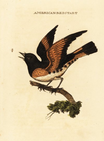 Amerikanischer Waldsänger, Setophaga ruticilla von George (after) Edwards