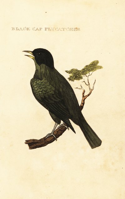 Schwarzhaubenbülbül, Pycnonotus melanicterus von George (after) Edwards