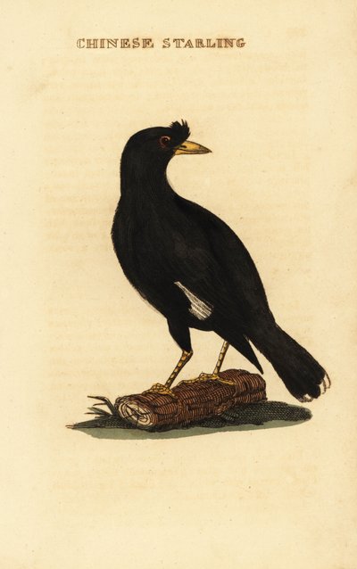 Haubenmaina, Acridotheres cristatellus von George (after) Edwards