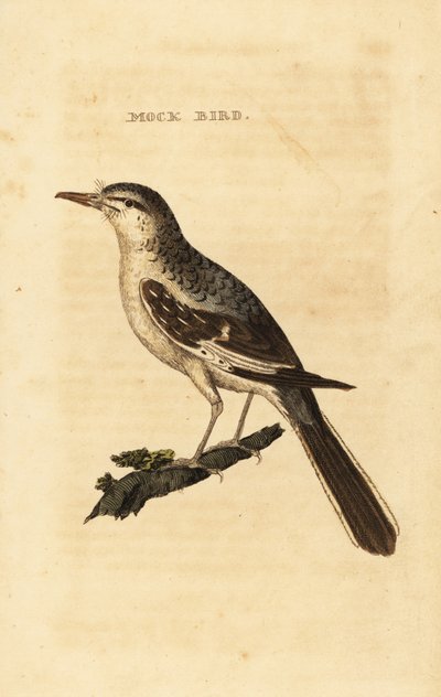 Spottdrossel, Mimus polyglottos von George (after) Edwards