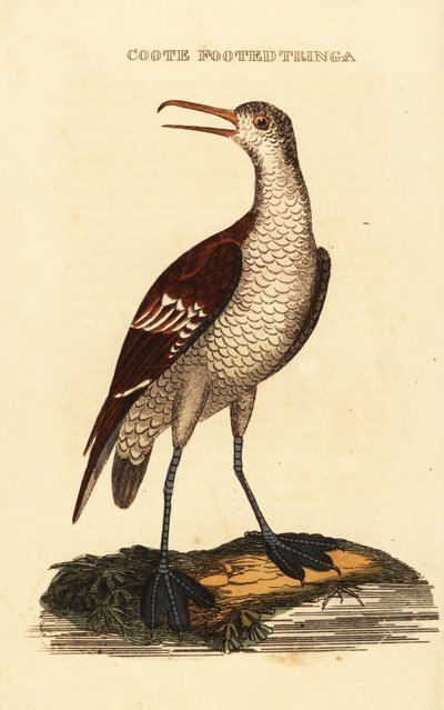 Odinshühnchen, Phalaropus lobatus von George (after) Edwards