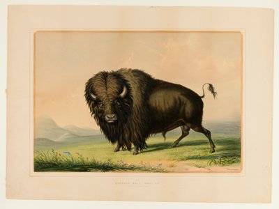 Büffelstier beim Grasen--Nr. 2 von George Catlin