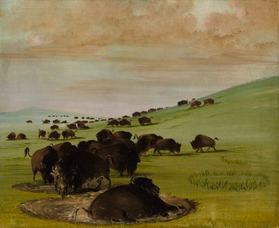 Büffelbullen in einer Suhle von George Catlin