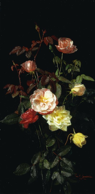 Rosen von George Cochran Lambdin